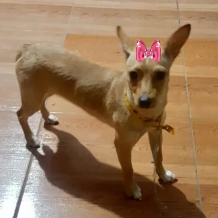 Cachorro ra a Pincher  idade 7 a 11 meses nome Valentina 