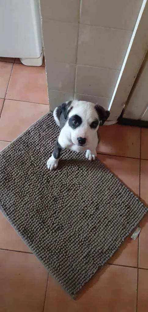 Cachorro ra a Dogo argentino misturado com l idade 2 a 6 meses nome Panda