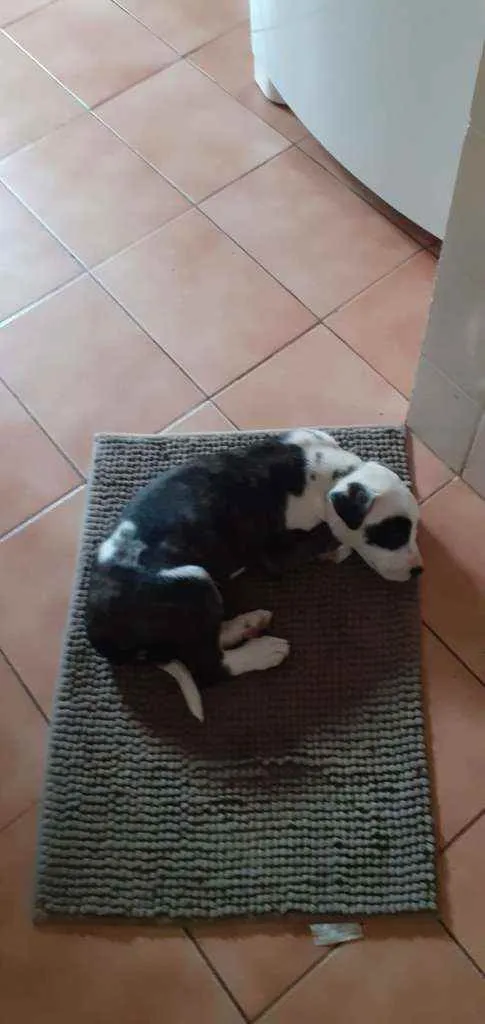 Cachorro ra a Dogo argentino misturado com l idade 2 a 6 meses nome Panda