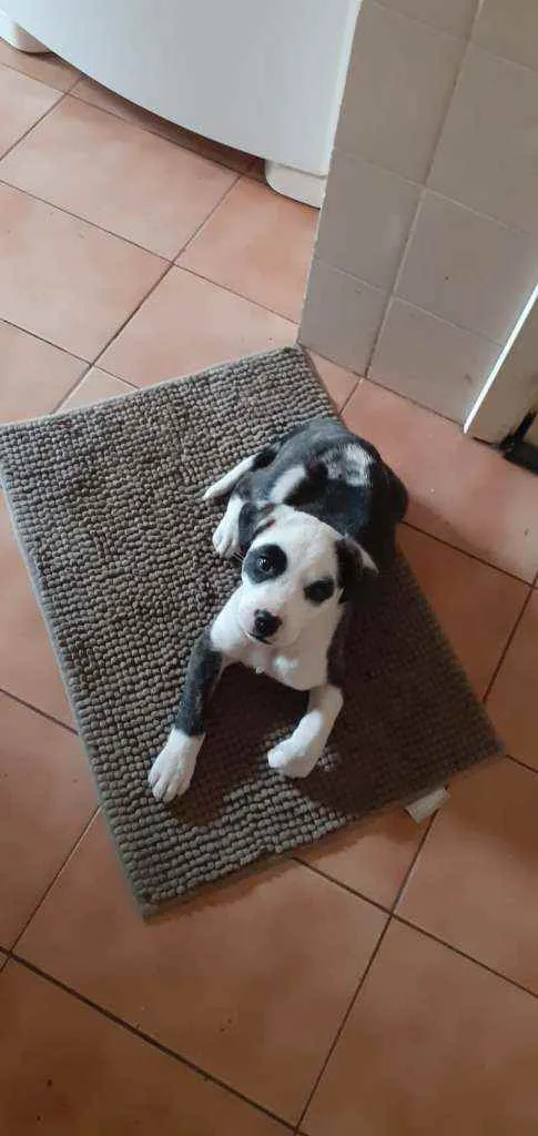 Cachorro ra a Dogo argentino misturado com l idade 2 a 6 meses nome Panda