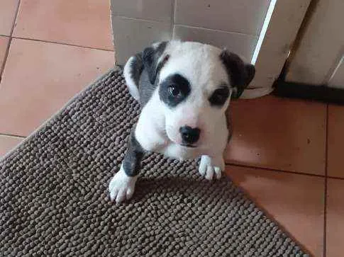 Cachorro ra a Dogo argentino misturado com l idade 2 a 6 meses nome Panda