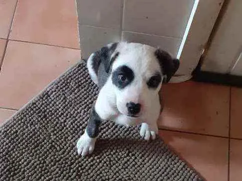 Cachorro ra a Dogo argentino misturado com l idade 2 a 6 meses nome Panda