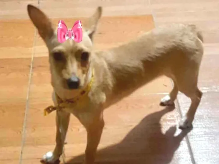 Cachorro ra a Pincher  idade 7 a 11 meses nome Valentina 