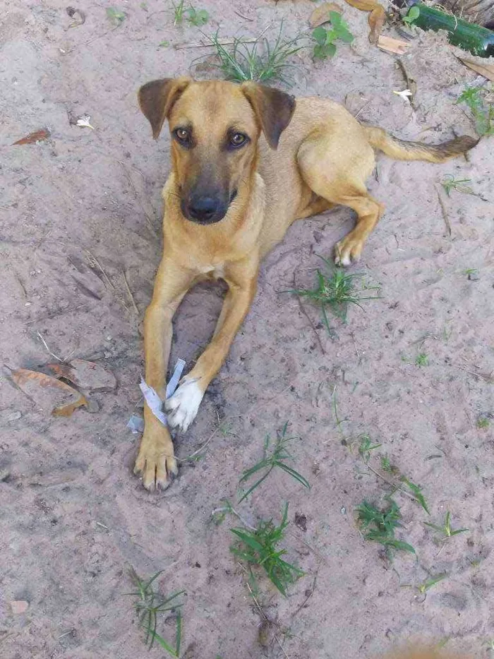 Cachorro ra a Vira-lata idade 2 a 6 meses nome Penelope