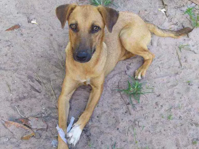 Cachorro ra a Vira-lata idade 2 a 6 meses nome Penelope