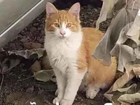Gato ra a Sem definição  idade 2 a 6 meses nome Loirinho