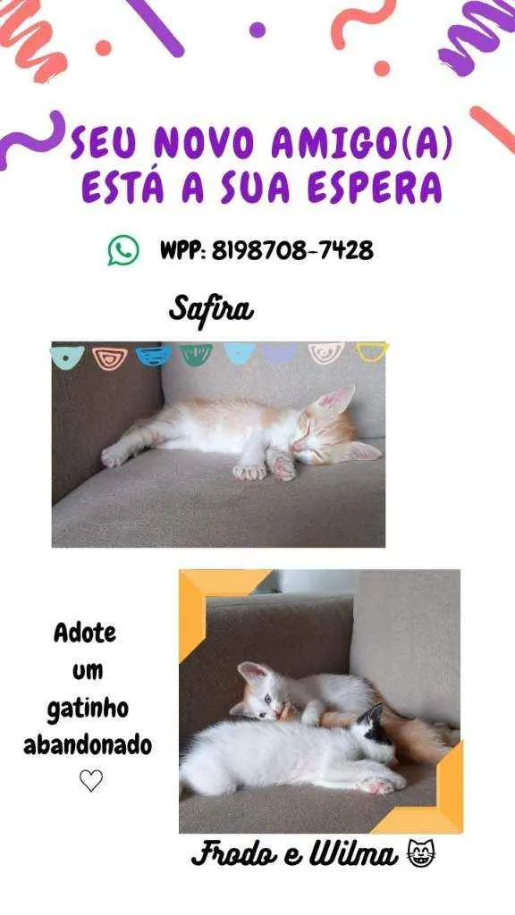 Gato ra a Indefinida idade 2 a 6 meses nome Wilma, Safira, Doriv