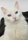 Chorão 
