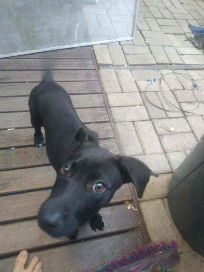 Cachorro raça Viralata idade 2 a 6 meses nome Nami