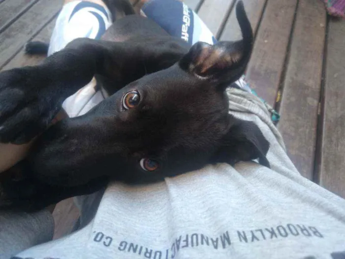 Cachorro raça Viralata idade 2 a 6 meses nome Nami