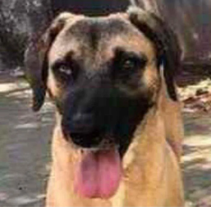 Cachorro ra a SRD idade 3 anos nome Guerreiro 