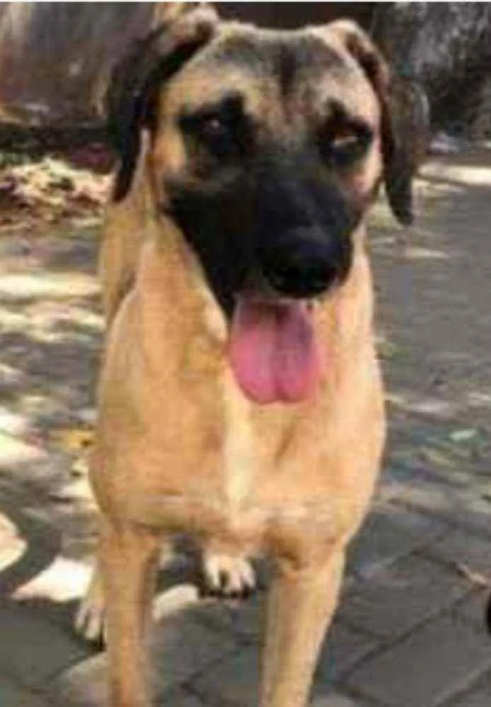 Cachorro ra a SRD idade 3 anos nome Guerreiro 