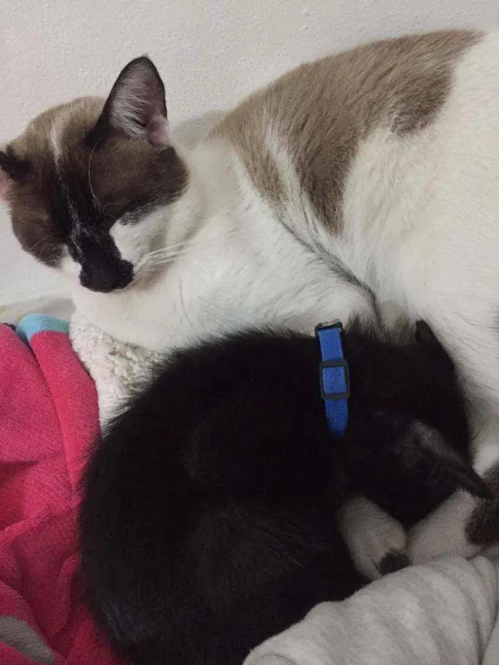 Gato ra a Não definida  idade 1 ano nome .