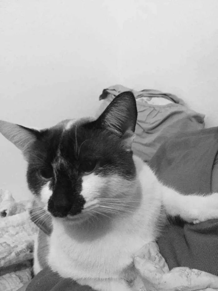 Gato ra a Não definida  idade 1 ano nome .