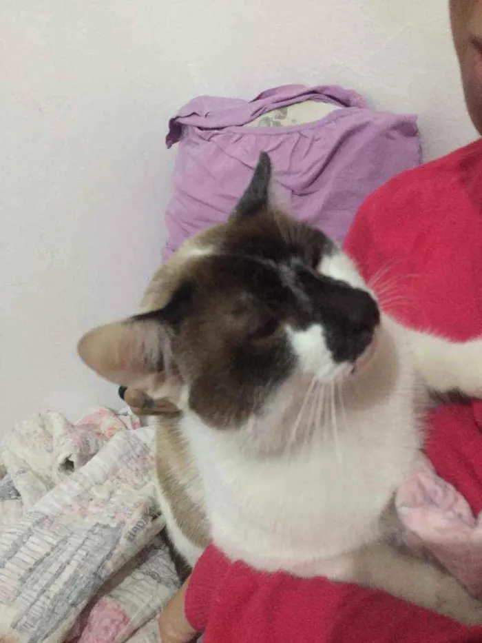 Gato ra a Não definida  idade 1 ano nome .