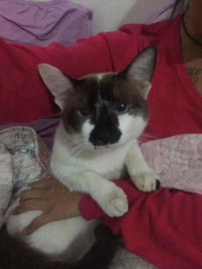 Gato ra a Não definida  idade 1 ano nome .