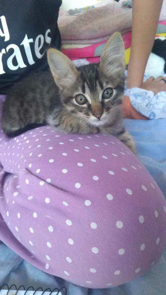 Gato ra a Não definida  idade 2 a 6 meses nome Fred