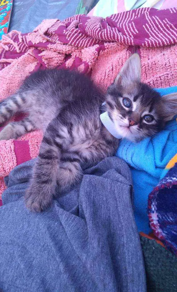 Gato ra a Não definida  idade 2 a 6 meses nome Fred