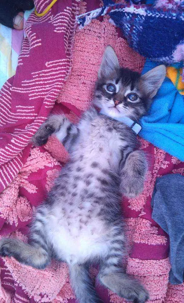 Gato ra a Não definida  idade 2 a 6 meses nome Fred