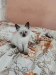 coalinha