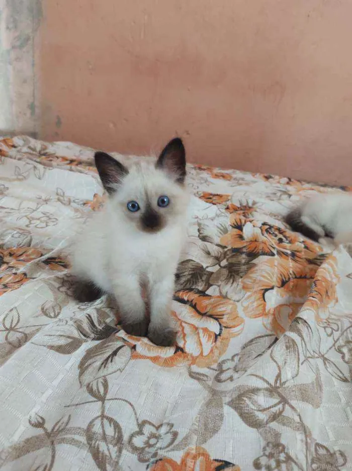 Gato raça  idade Abaixo de 2 meses nome coalinha
