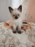 coalinha