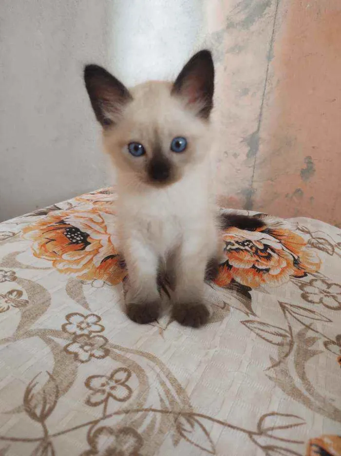 Gato raça  idade Abaixo de 2 meses nome coalinha