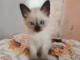 coalinha