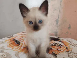 Gato raça  idade Abaixo de 2 meses nome coalinha