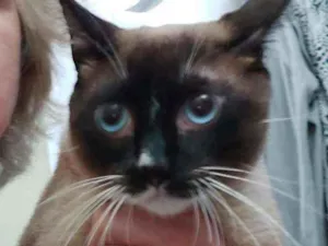 Gato raça Srd  idade 1 ano nome Theo