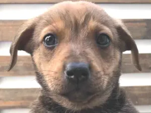 Cachorro raça SRD  idade Abaixo de 2 meses nome Sem nome