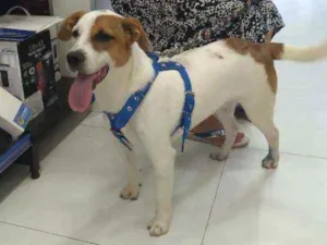 Cachorro raça SRD idade 1 ano nome Nick 