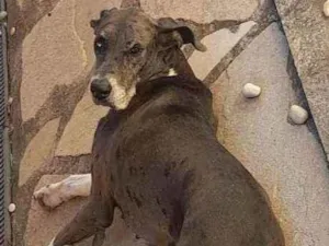Cachorro raça Dog Alemão  idade 5 anos nome Kyra