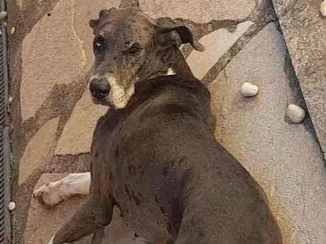 Cachorro ra a Dog Alemão  idade 5 anos nome Kyra