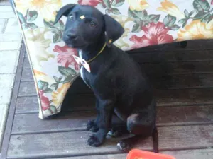 Cachorro raça Viralata idade 2 a 6 meses nome Nami