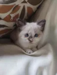 pimpinha