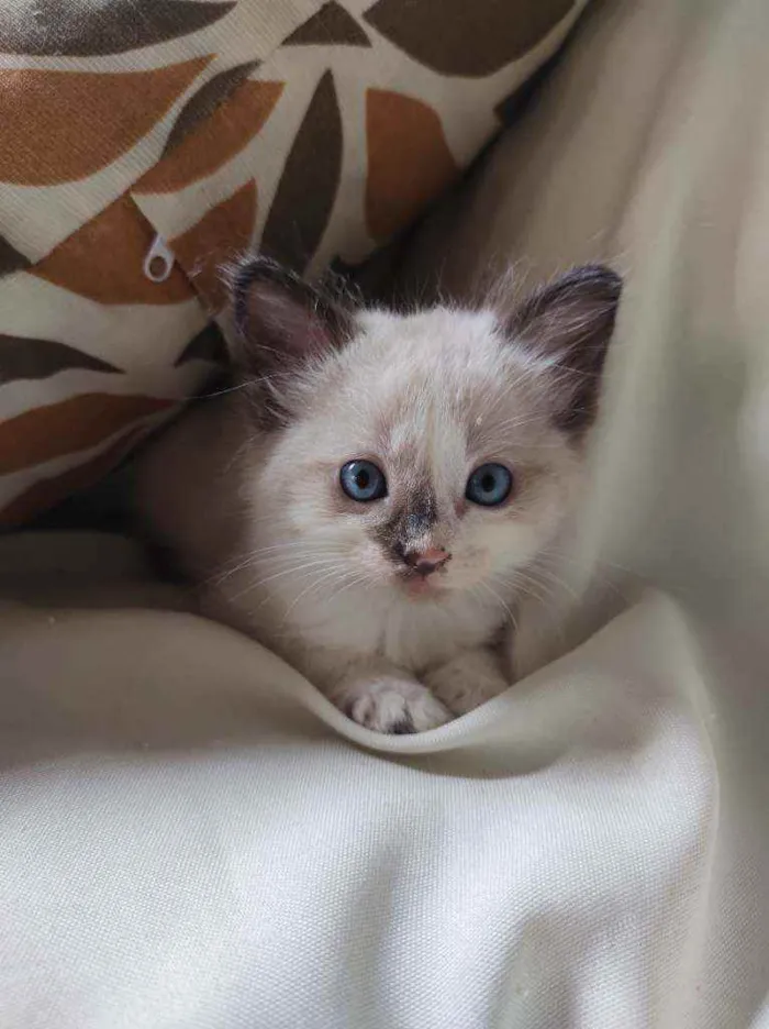 Gato raça  idade Abaixo de 2 meses nome pimpinha