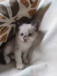 pimpinha