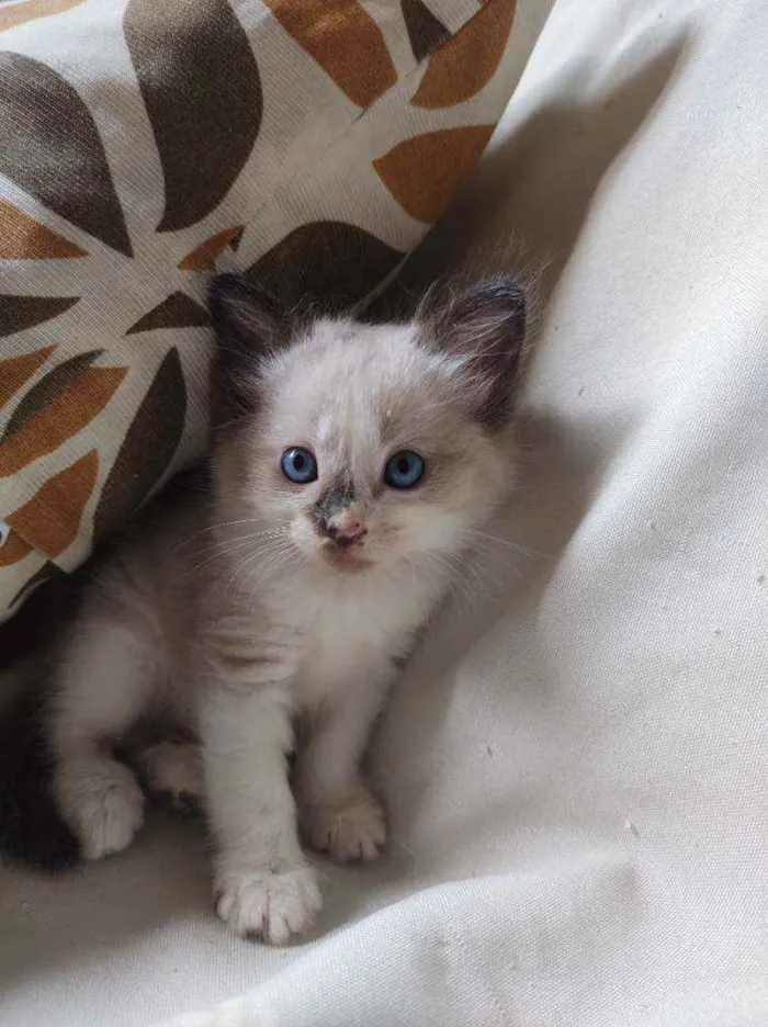 Gato raça  idade Abaixo de 2 meses nome pimpinha