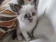 pimpinha