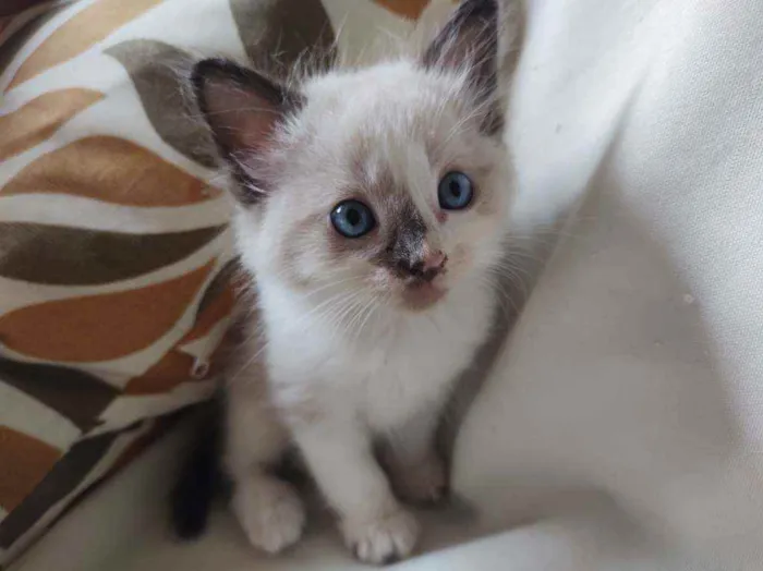Gato raça  idade Abaixo de 2 meses nome pimpinha