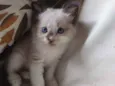 pimpinha
