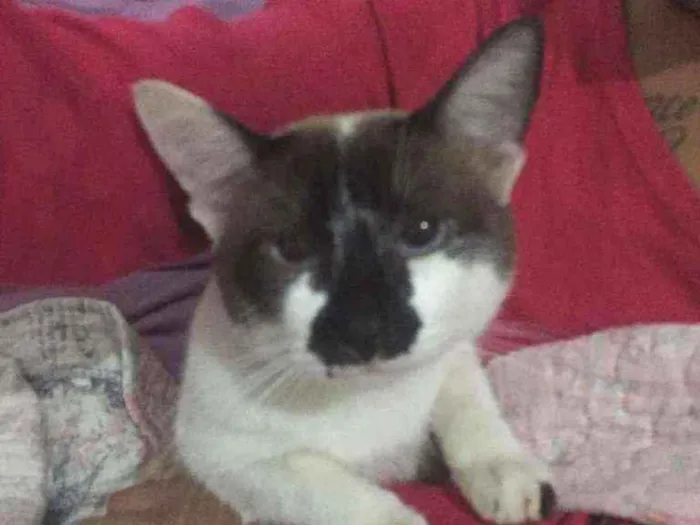 Gato ra a Não definida  idade 1 ano nome .