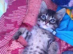 Gato raça Não definida  idade 2 a 6 meses nome Fred