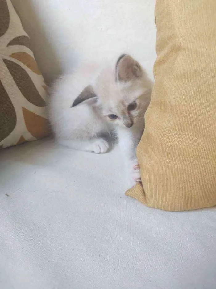 Gato raça  idade Abaixo de 2 meses nome bob