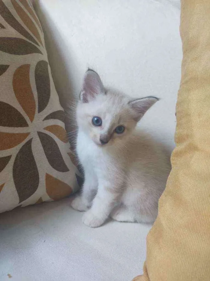 Gato raça  idade Abaixo de 2 meses nome bob