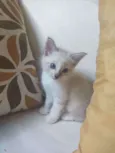 bob