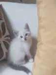 bob