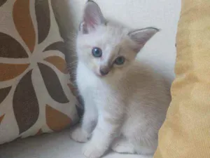 Gato raça  idade Abaixo de 2 meses nome bob
