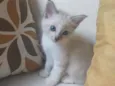 bob